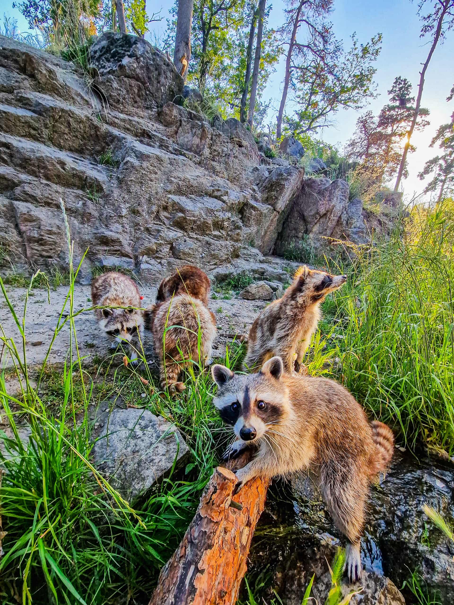 Parc Animalier d'Auvergne © J. Audigier Parc Animalier d'Auvergne