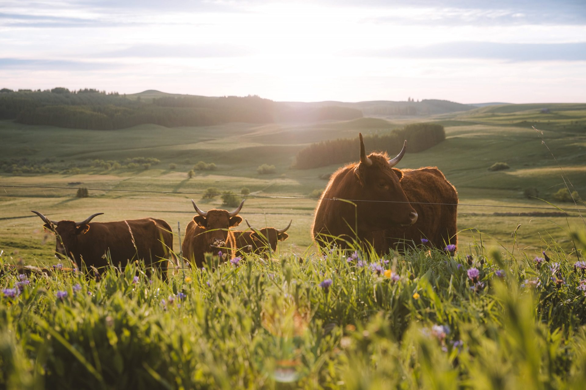 tour_des_vaches_rouges