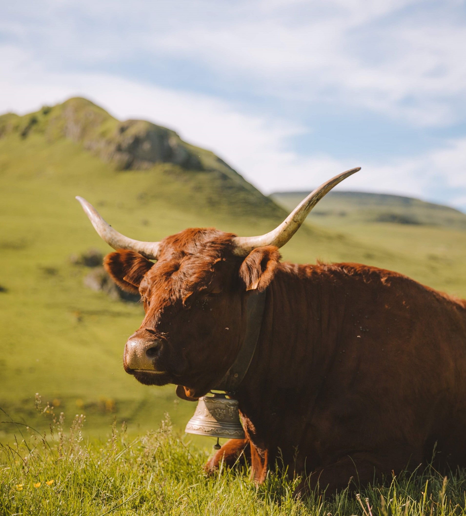 Le Tour des Vaches Rouges - Puy-de-Dôme Tourisme