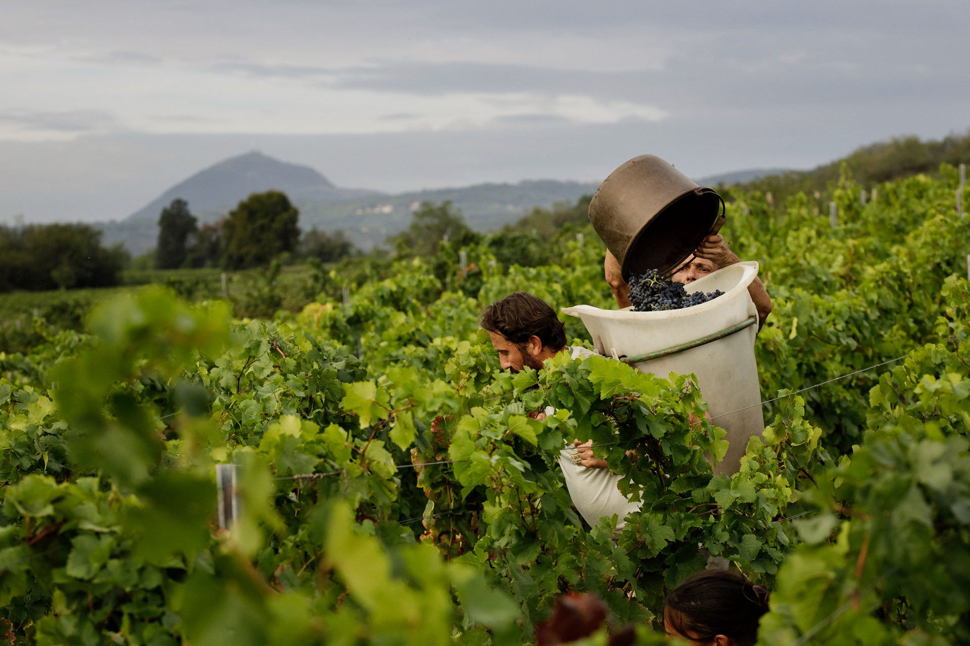 Vineyards